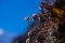 Nepal: Daulagiri Trekking mit Dhampus Peak (6012m)