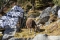 Nepal: Daulagiri Trekking mit Dhampus Peak (6012m)
