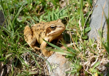 Achtsames Wandern - Wandern mit allen Sinnen am 26.09.2026