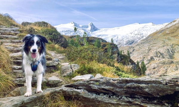 Alpine Crossing with Dog – From Garmisch to Merano