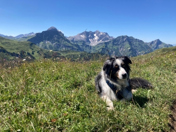 Alpine Crossing with Dog – From Garmisch to Merano