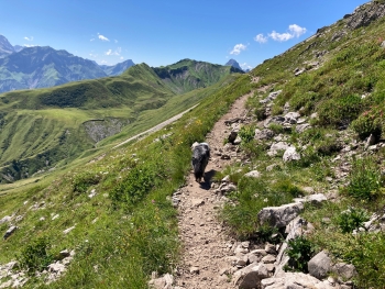 Alpine Crossing with Dog – From Garmisch to Merano