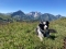 Alpine Crossing with Dog – From Garmisch to Merano